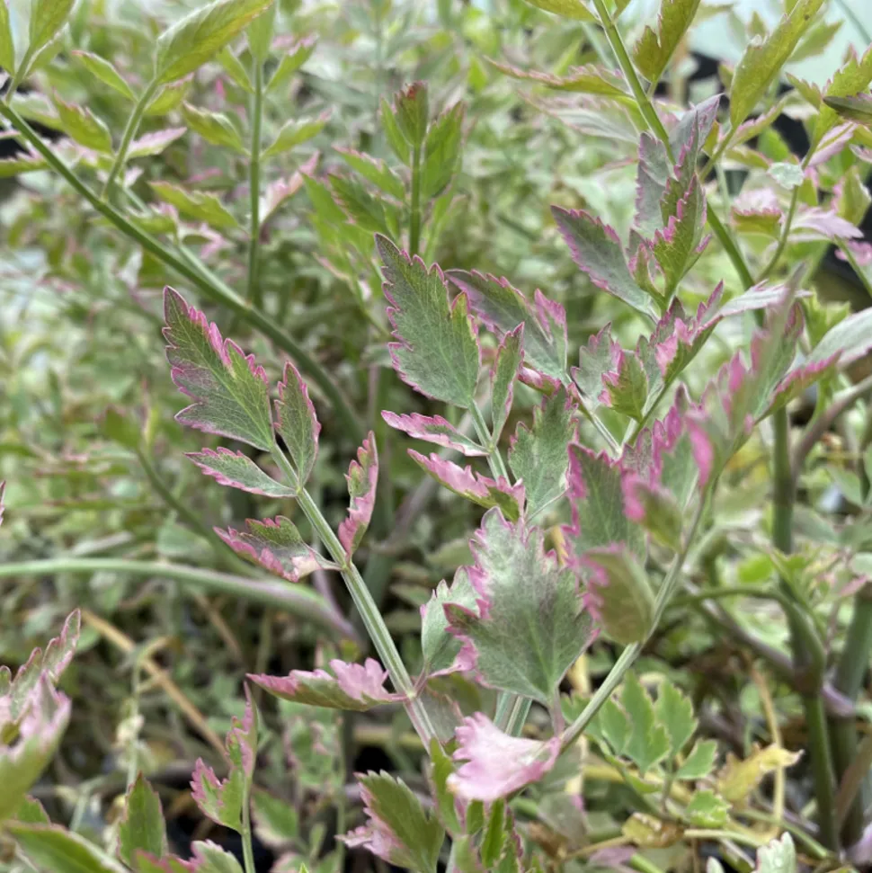 LATOUR-MARLIAC - Lot de 3 - Oenanthe javanica 'Pink Flamingo' - godet 8 (8cm x 8cm x7cm, 300 ml) hauteur 20 cm