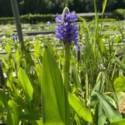 LATOUR-MARLIAC - Lot de 3 - Pontederia cordata - godet 8 (8cm x 8cm x7cm, 300 ml) hauteur 50 cm
