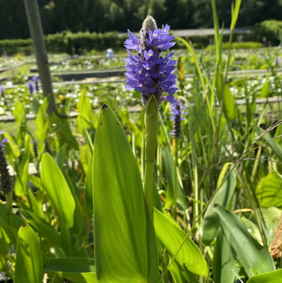 LATOUR-MARLIAC - Lot de 3 - Pontederia cordata - godet 8 (8cm x 8cm x7cm, 300 ml) hauteur 50 cm
