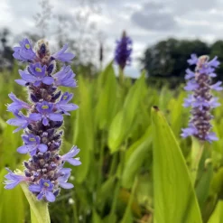 LATOUR-MARLIAC - Lot de 3 - Pontederia lanceolata - godet 8 (8cm x 8cm x7cm, 300 ml) hauteur 80 cm