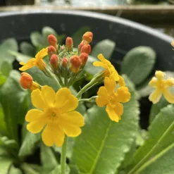 LATOUR-MARLIAC - Lot de 3 - Primula bulleyana - godet 8 (8cm x 8cm x7cm, 300 ml) hauteur 15 cm