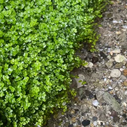 LATOUR-MARLIAC - Lot de 3 - SOLEIRILIA SOLEILII (HELXINE) en godet 8 - 8x8x7 300 ml