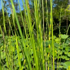 LATOUR-MARLIAC - Lot de 3 - Schoenoplectus tab. 'Zebrinus' - godet 8 (8cm x 8cm x7cm, 300 ml) hauteur 100 cm