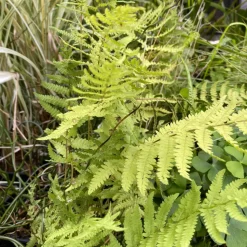 LATOUR-MARLIAC - Lot de 3 - Thelypteris palustris - godet 8 (8cm x 8cm x7cm, 300 ml) hauteur 20 cm