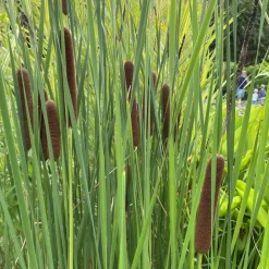 LATOUR-MARLIAC - Lot de 3 - Typha latifolia - godet 8 (8cm x 8cm x7cm, 300 ml) hauteur 120 cm