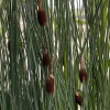 LATOUR-MARLIAC - Lot de 3 - Typha minima - godet 8 (8cm x 8cm x7cm, 300 ml) hauteur 50 cm