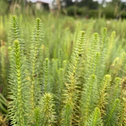 LATOUR-MARLIAC - Lot de 3 bottes - Hippuris vulgaris