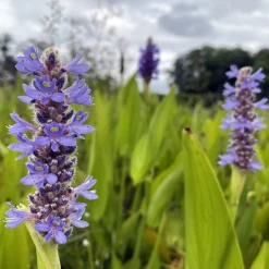 LATOUR-MARLIAC - Lot de 3 en racines nues - Pontederia lanceolata
