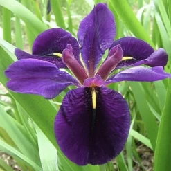 LATOUR-MARLIAC - Lot de 3 -Iris 'black gamecock' (iris de louisiane) - godet 8 (8cm x 8cm x7cm, 300 ml) hauteur 50 cm