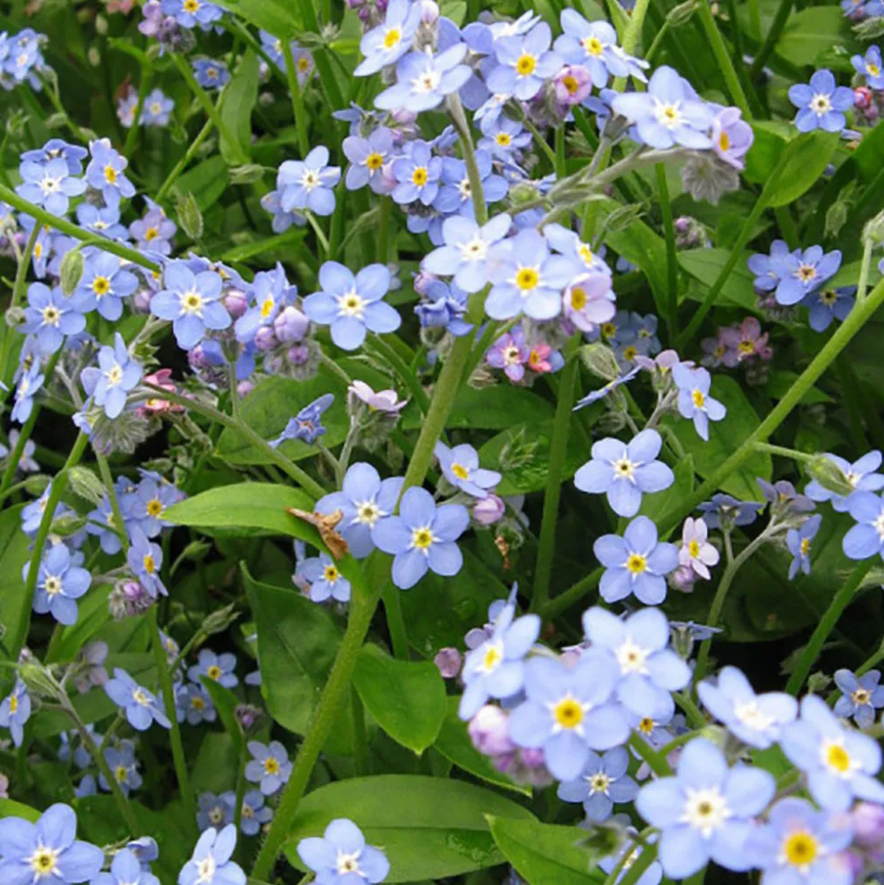 LATOUR-MARLIAC - Lot de 3 Myosotis palustris - godet 8 (8cm x 8cm x7cm, 300 ml) hauteur 20 cm