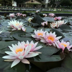 LATOUR-MARLIAC - Nymphaea 'amabilis' - nénuphar mature en racines nues