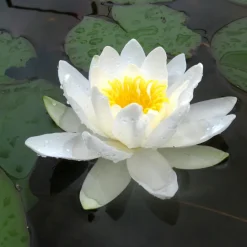 LATOUR-MARLIAC - Nymphaea 'albatros' - nénuphar mature en racines nues