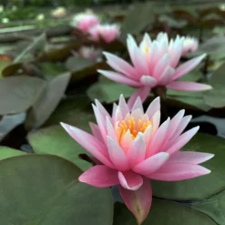 LATOUR-MARLIAC - Nymphaea 'american star' - nénuphar mature en racines nues