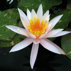 LATOUR-MARLIAC - Nymphaea 'arc-en-ciel' - nénuphar mature en racines nues