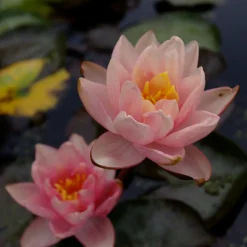 LATOUR-MARLIAC - Nymphaea 'berit stawn' - nénuphar mature en racines nues