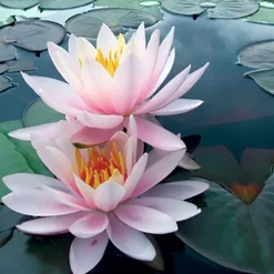 LATOUR-MARLIAC - Nymphaea 'brakeleyi rosea' - nénuphar mature en racines nues