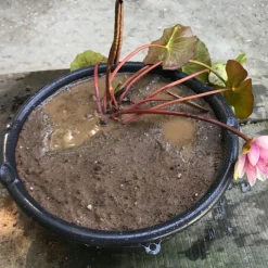 LATOUR-MARLIAC - Nymphaea 'brakeleyi rosea' - nénuphar mature en racines nues