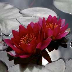LATOUR-MARLIAC - Nymphaea 'bateau' - nénuphar mature en racines nues