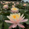 LATOUR-MARLIAC - Nymphaea 'barbara dobbins' - nénuphar mature en racines nues