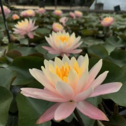 LATOUR-MARLIAC - Nymphaea 'barbara dobbins' - nénuphar mature en racines nues