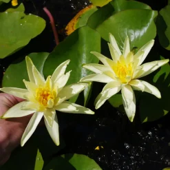 LATOUR-MARLIAC - Nymphaea 'Colonel A.J. Welch' - nénuphar mature en racines nues avec tiges, feuilles et boutons