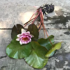 LATOUR-MARLIAC - Nymphaea 'Colonel A.J. Welch' - nénuphar mature en racines nues avec tiges, feuilles et boutons