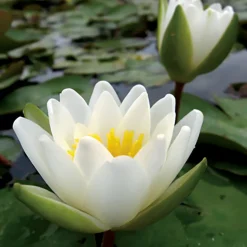 LATOUR-MARLIAC - Nymphaea candida - nénuphar mature en racines nues