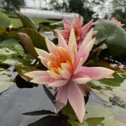 LATOUR-MARLIAC - Nymphaea 'colorado' - nénuphar mature en racines nues