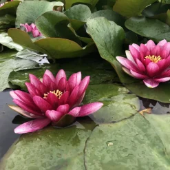 LATOUR-MARLIAC - Nymphaea 'conqueror' - nénuphar mature en racines nues
