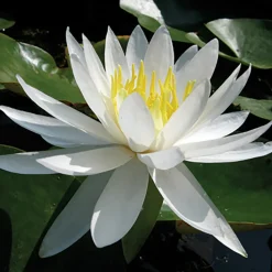 LATOUR-MARLIAC - Nymphaea 'Caroliniana Nivea' - nénuphar mature en racines nues avec tiges, feuilles et boutons.
