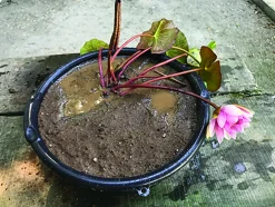 LATOUR-MARLIAC - Nymphaea 'Caroliniana Nivea' - nénuphar mature en racines nues avec tiges, feuilles et boutons.