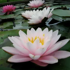 LATOUR-MARLIAC - Nymphaea 'chubby' - nénuphar mature en racines nues