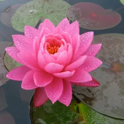 LATOUR-MARLIAC - Nymphaea 'celebration' - nénuphar mature en racines nues