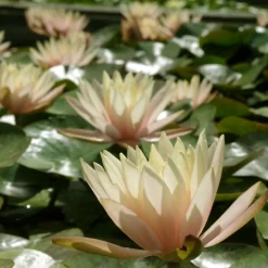 LATOUR-MARLIAC - Nymphaea 'cynthia ann' - nénuphar mature en racines nues