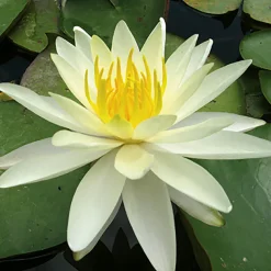 LATOUR-MARLIAC - Nymphaea 'Charlene Strawn' - nénuphar mature en racines nues avec tiges, feuilles et boutons.