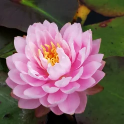 LATOUR-MARLIAC - Nymphaea 'dahlia' - nénuphar mature en racines nues