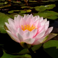 LATOUR-MARLIAC - Nymphaea 'darwin' - nénuphar mature en racines nues
