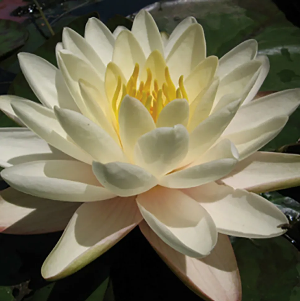 LATOUR-MARLIAC - Nymphaea 'denver' - nénuphar mature en racines nues