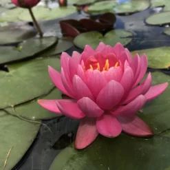 LATOUR-MARLIAC - Nymphaea 'eros' - nénuphar mature en racines nues