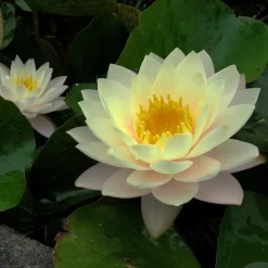 LATOUR-MARLIAC - Nymphaea 'florida sunset' - nénuphar mature en racines nues