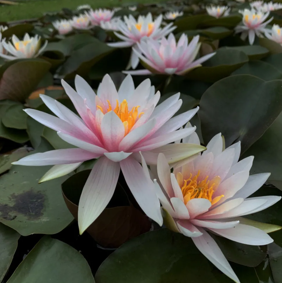 LATOUR-MARLIAC - Nymphaea 'fritz junge' - nénuphar mature en racines nues