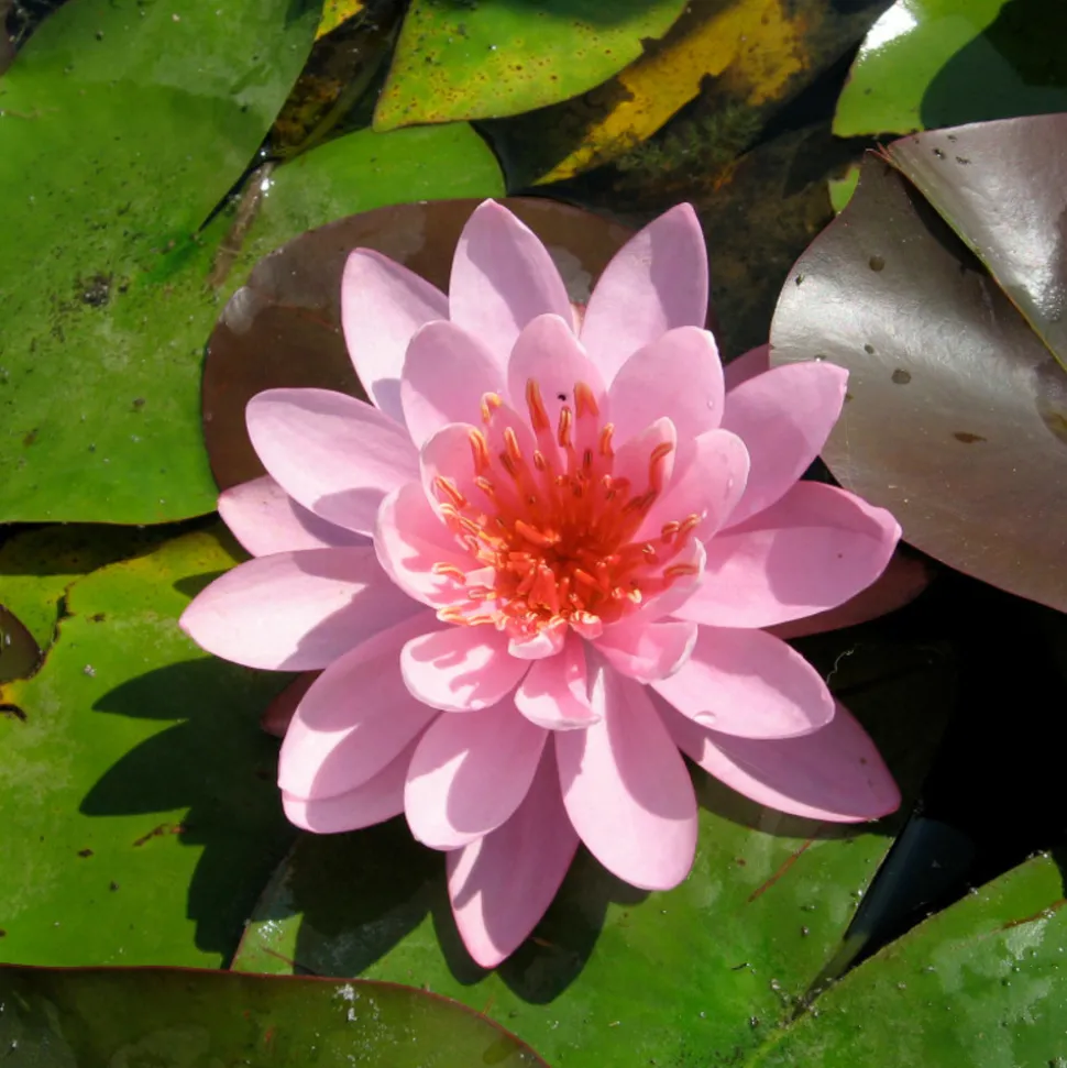 LATOUR-MARLIAC - Nymphaea 'firecrest' - nénuphar mature en racines nues