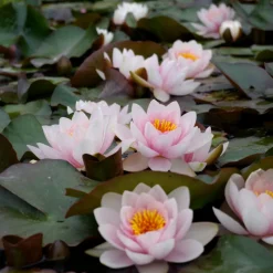 LATOUR-MARLIAC - Nymphaea 'fabiola' - nénuphar mature en racines nues