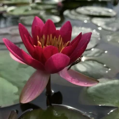 LATOUR-MARLIAC - Nymphaea 'froebeli' - nénuphar mature en racines nues