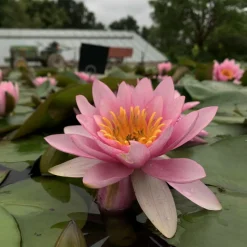 LATOUR-MARLIAC - Nymphaea 'formosa' - nénuphar mature en racines nues