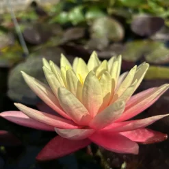 LATOUR-MARLIAC - Nymphaea 'gregg's orange beauty' - nénuphar mature en racines nues
