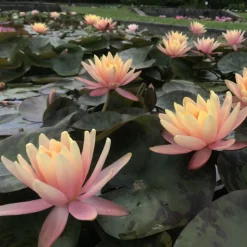 LATOUR-MARLIAC - Nymphaea 'georgia peach' - nénuphar mature en racines nues