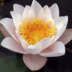 LATOUR-MARLIAC - Nymphaea 'geisha girl' - nénuphar mature en racines nues