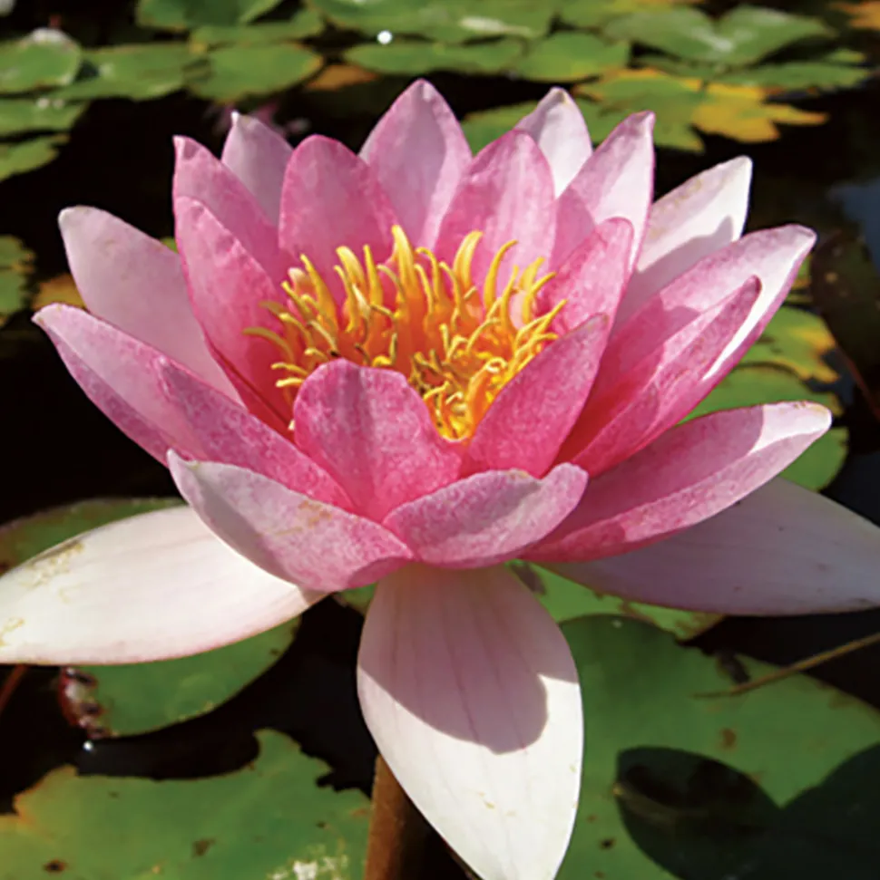 LATOUR-MARLIAC - Nymphaea 'galatée' - nénuphar mature en racines nues