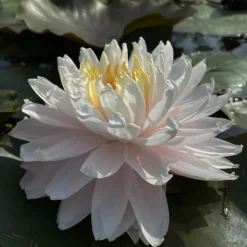 LATOUR-MARLIAC - Nymphaea 'gloire du temple-sur-lot' - nénuphar mature en racines nues